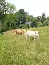 Lasseube, paysage avec vaches.