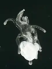 une larve transparente d'étoile de mer, fortement agrandie