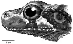 Description de l'image Lateral view of the head of the holotype of Osteocephalus cannatellai (QCAZ 49572) - ZooKeys-229-001-g010.jpeg.