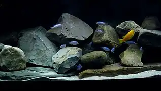 A flock of differently-coloured fish in a rocky setting