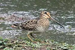 La bécassine du Japon (Latham's Snipe) migre chaque hiver en Australie.