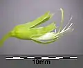 Fleur de gesse aphylle vue de profil : calice (avec, sur le dessus, une bosse qui correspond au nectaire), étamines et style.