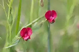 Lathyrus cicera (Gesse chiche).