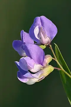 Description de l'image Lathyrus palustris flowers - Kulna.jpg.
