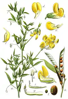 Description de l'image Lathyrus pratensis Sturm16.jpg.