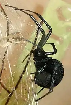 Description de l'image Latrodectus lilianae.jpg.