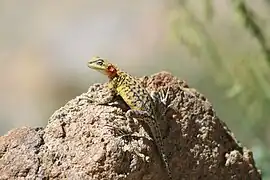 Laudakia himalayana.