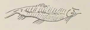 Poisson gravé sur mandibule de renne