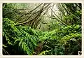 Les forêts de lauriers (laurisylves) des Canaries et de Madère composent un rare exemple de forêt tempérée humide en Europe.