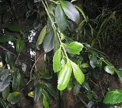 Description de l'image Laurelia sempirverens-hojas.JPG.