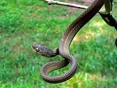 Description de l'image Laurent's Tree Snake (Dipsadoboa viridis) (7692212774).jpg.