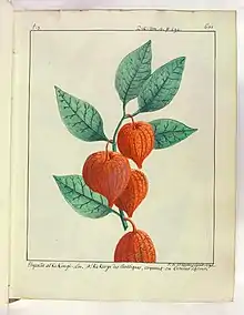 Physalis alkekengi, 1796, Laurent de Chazelles.