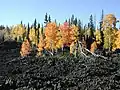 Flore sur sol volcanique