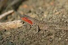 Description de l'image Lava lizard Ecuador 3233a.jpg.