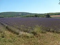 Champ de lavande sur la commune de Sault.