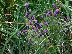 Lavande à toupetLavandula stoechas