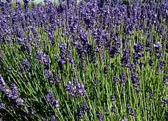 Épis de Lavandula angustifolia.