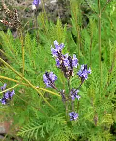 Description de l'image Lavandula canariensis 2.jpg.