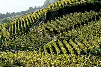 Les vignes de Lavaux