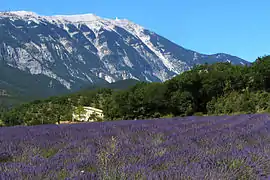 Champ de lavande près du mont Ventoux, au nord-est.