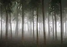 Des troncs d'arbres se dressent dans le brouillard ; sur un coté, la silhouette d'un homme, à peine visible.