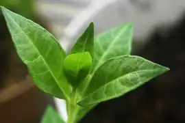 Détail des feuilles de henné (Lawsonia inermis)
