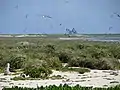 L'île de Laysan, dans les îles Hawaii