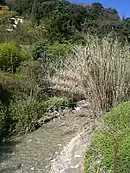 Bambous près du Borrigo à Menton.