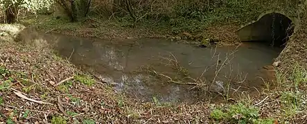 Le Bruant parcourt ses premiers mètres sous la route D137.