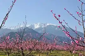 Depuis la plaine et ses pêchers en fleurs.