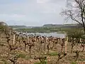 Vignes surplombant la Loire au Cellier