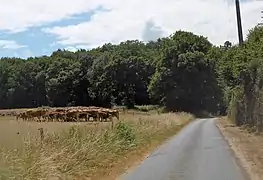 Sur la D 103 entre l'église et la mairie.