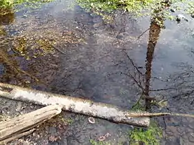 Le Feuillebroc à sa source