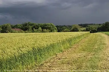 Champ de blé situé sur la commune.