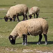 Moutons de race suffolk élevés pour alimenter la filière prés-salés du Mont-Saint-Michel