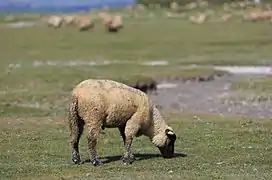 Agneau de prés salés de la baie du Mont-Saint-Michel