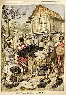 Le Petit Journal : une ferme d’'autruches à Madagascar en 1909.