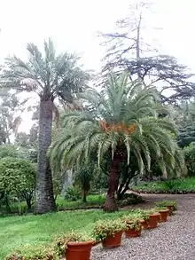 Un Jubaea chilensis et un Phoenix canariensis au Plantier de Costebelle