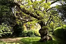 Le Catalpa aurea remarquable