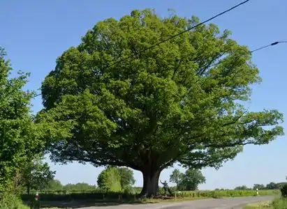 Le chêne rond de La Buxerette.