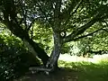 Le charme en V est issu d'une union de deux arbres il y a près de deux siècles.