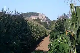 Le château de Beynac visible à travers les champs de maïs de Saint-Vincent-de-Cosse.