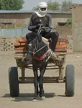 Image illustrative de l’article Cheval au Tchad