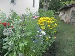 Fleurs le long du mur de l'église.