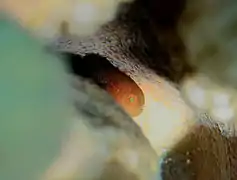 Un minuscule gobie Paragobiodon modestus caché dans un corail Pocillopora