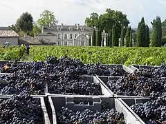 Vendanges au château de La Dauphine