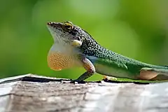 Description de l'image Leach's anole.jpg.