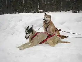 Deux chiens blancs portant un harnais rouge. L'un d'eux est assis, et l'autre couché.