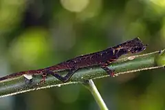 Description de l'image Leaf-nosed agama (Aphaniotis ornata).jpg.