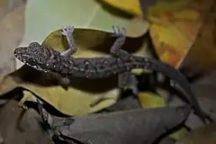 Description de l'image Leaf-toed Gecko (Dixonius siamensis) (6725974481).jpg.